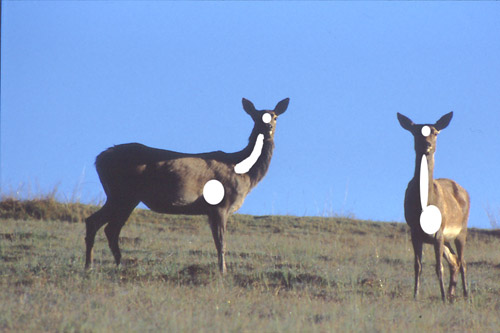 Side front aim deer hunting points