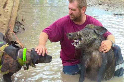 Australian Pig Dogger