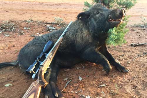 Wild Pigs in Australia