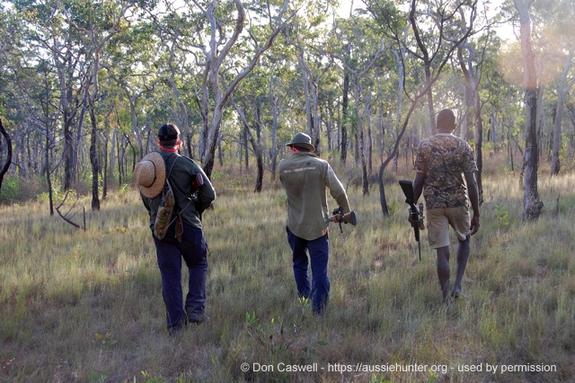 chasing wild cattle