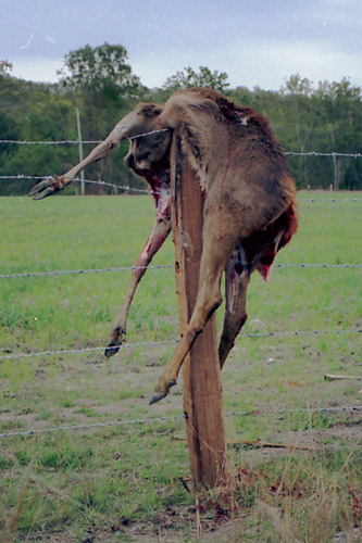 deer carcass hung drain fence post