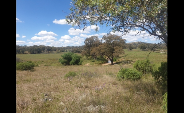 Molong #2 NSW Hunting Property