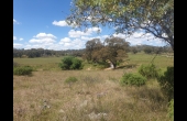 Molong #2 NSW Hunting Property