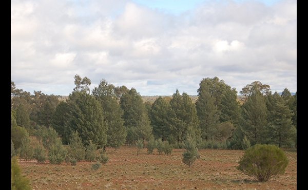 Nymagee #2 NSW Hunting Property