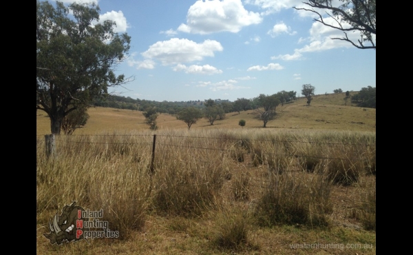 Bingara Hunting