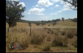 Bingara Hunting