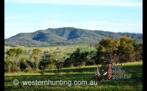 Willow Tree #1 NSW Hunting Property