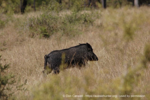 stalking wild game hunting