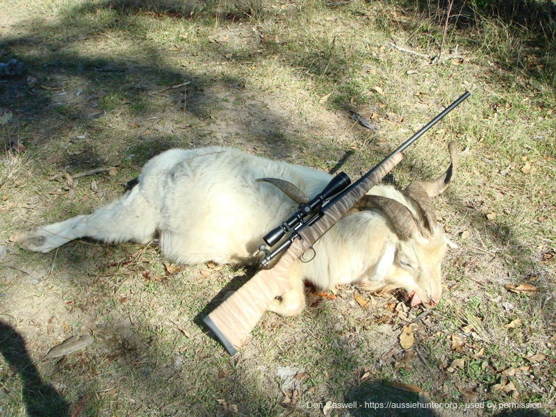 A nice billy taken from a boundary fence crossing