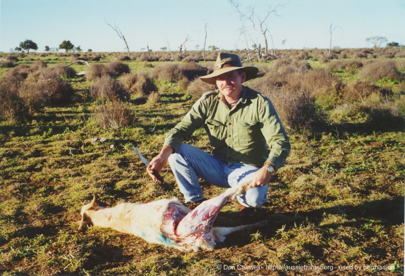 A young goat being butchered for meat