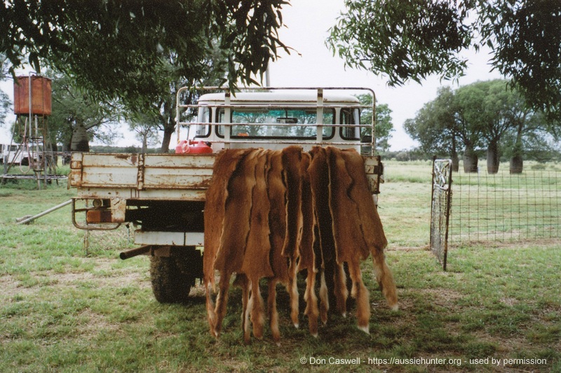 Hunting Wild Dogs with Don Caswell