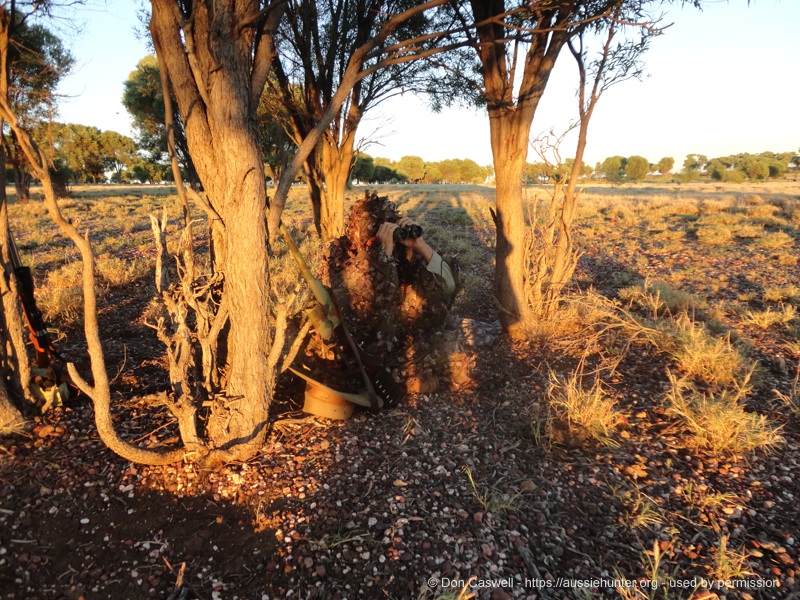 Hunting Wild Dogs with Don Caswell